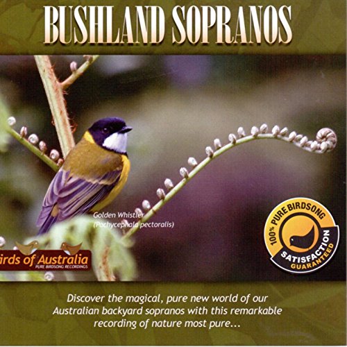 Mallee Whipbird