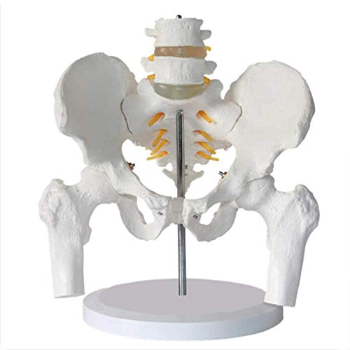 Modelo de anatomía Esqueleto pélvico Humano Modelo anatómico Anatomía de tamaño Natural de la región pélvica Modelo Modelo de enseñanza e investigación