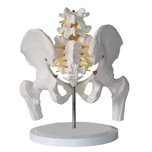 Modelo de anatomía Esqueleto pélvico Humano Modelo anatómico Anatomía de tamaño Natural de la región pélvica Modelo Modelo de enseñanza e investigación