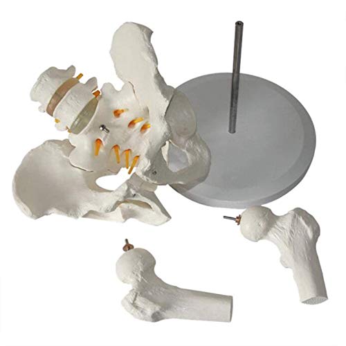 Modelo de anatomía Esqueleto pélvico Humano Modelo anatómico Anatomía de tamaño Natural de la región pélvica Modelo Modelo de enseñanza e investigación