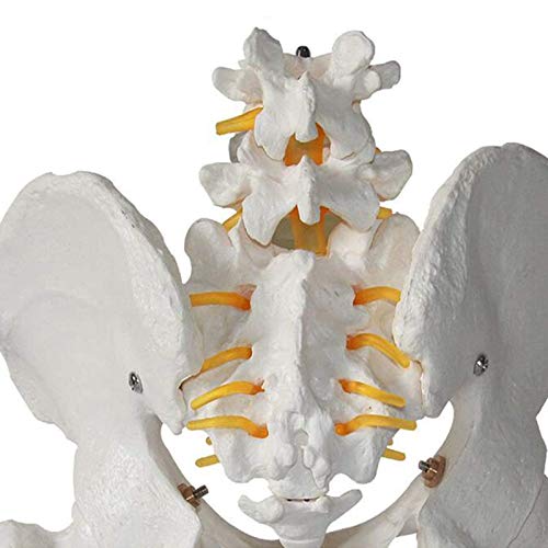 Modelo de anatomía Esqueleto pélvico Humano Modelo anatómico Anatomía de tamaño Natural de la región pélvica Modelo Modelo de enseñanza e investigación