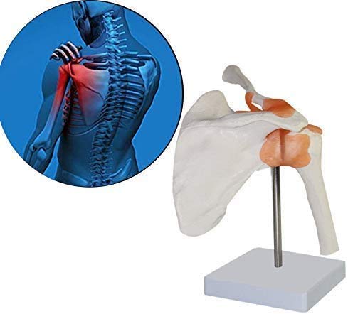Modelo De Anatomía Humana 1,1, Esqueleto De La Mano Derecha, Articulación De Codo, Articulación del Hombro, Articulación De Tobillo, Articulación De Rodilla,Shoulderjoint