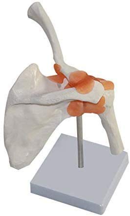 Modelo De Anatomía Humana 1,1, Esqueleto De La Mano Derecha, Articulación De Codo, Articulación del Hombro, Articulación De Tobillo, Articulación De Rodilla,Shoulderjoint