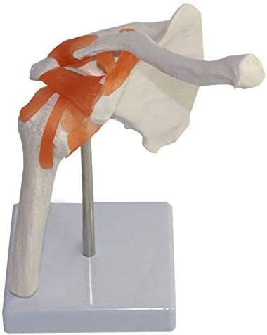 Modelo De Anatomía Humana 1,1, Esqueleto De La Mano Derecha, Articulación De Codo, Articulación del Hombro, Articulación De Tobillo, Articulación De Rodilla,Shoulderjoint
