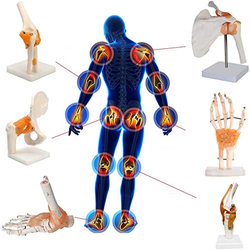 Modelo De Anatomía Humana 1,1, Esqueleto De La Mano Derecha, Articulación De Codo, Articulación del Hombro, Articulación De Tobillo, Articulación De Rodilla,Shoulderjoint