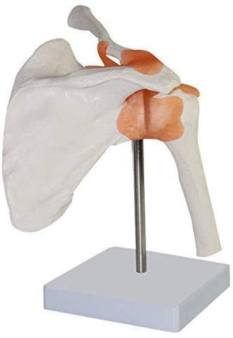 Modelo De Anatomía Humana 1,1, Esqueleto De La Mano Derecha, Articulación De Codo, Articulación del Hombro, Articulación De Tobillo, Articulación De Rodilla,Shoulderjoint