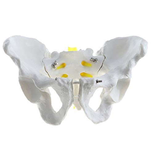 Modelo De Pelvis Masculina De Tamaño Natural, Modelo De Anatomía De Estructura Pélvica Humana, Modelo De Enseñanza Anatómica Médica para La Exhibición De Enseñanza De La Escuela En El Aula