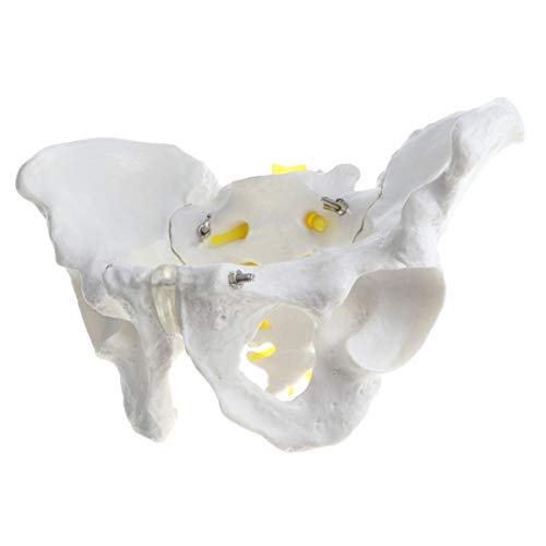 Modelo De Pelvis Masculina De Tamaño Natural, Modelo De Anatomía De Estructura Pélvica Humana, Modelo De Enseñanza Anatómica Médica para La Exhibición De Enseñanza De La Escuela En El Aula