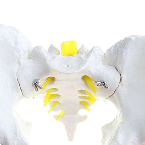 Modelo De Pelvis Masculina De Tamaño Natural, Modelo De Anatomía De Estructura Pélvica Humana, Modelo De Enseñanza Anatómica Médica para La Exhibición De Enseñanza De La Escuela En El Aula
