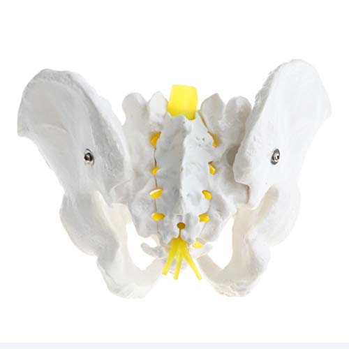 Modelo De Pelvis Masculina De Tamaño Natural, Modelo De Anatomía De Estructura Pélvica Humana, Modelo De Enseñanza Anatómica Médica para La Exhibición De Enseñanza De La Escuela En El Aula