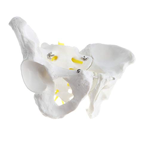 Modelo De Pelvis Masculina De Tamaño Natural, Modelo De Anatomía De Estructura Pélvica Humana, Modelo De Enseñanza Anatómica Médica para La Exhibición De Enseñanza De La Escuela En El Aula