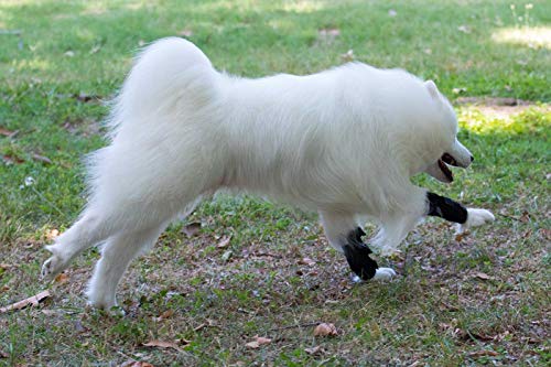 NATURE PET - Vendaje de la articulación carpometacarpiana de Perro para Deporte/Vendaje de Soporte para Perros CarpoLock Sport - Gris - XL