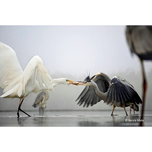 Panasonic LUMIX H-FS45150 - Objetivo Tele Zoom para cámaras de montura M4/3 (Focal 45-150 mm, F4-F5.6, tamaño filtro 52 mm, lentes asféricas, MEGA O.I.S), negro
