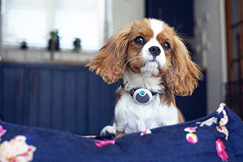 Sure Petcare Animo - Monitor de Comportamiento y Actividad para Perros