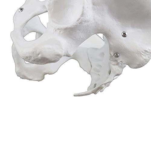 Tamaño Natural Modelo de Pelvis Masculina, Modelo anatómico de Pelvis, para un Estudio preciso de Las características anatómicas