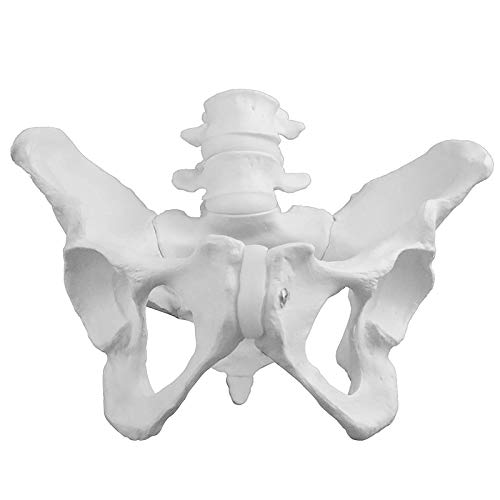 Tamaño Natural Modelo de Pelvis Masculina, Modelo anatómico de Pelvis, para un Estudio preciso de Las características anatómicas