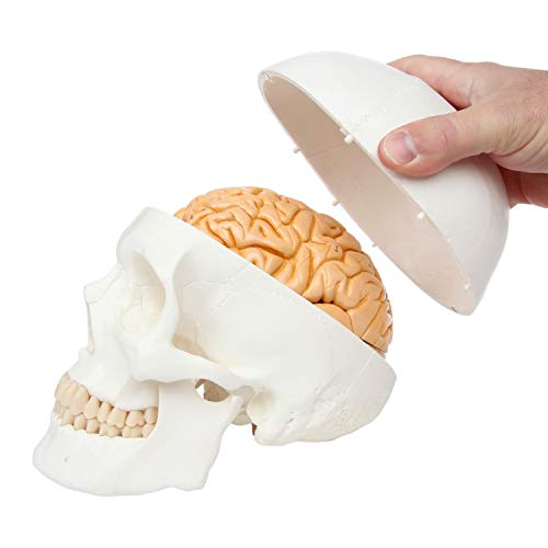 UIGJIOG Modelo DE CRÁNEO ANATÓMICO, Modelo De Cráneo Humano De 3 Partes con Cráneo De Plástico Extraíble De 8 Partes De Tamaño Natural del Cerebro Moldeado A Partir De Un Cráneo Humano Real