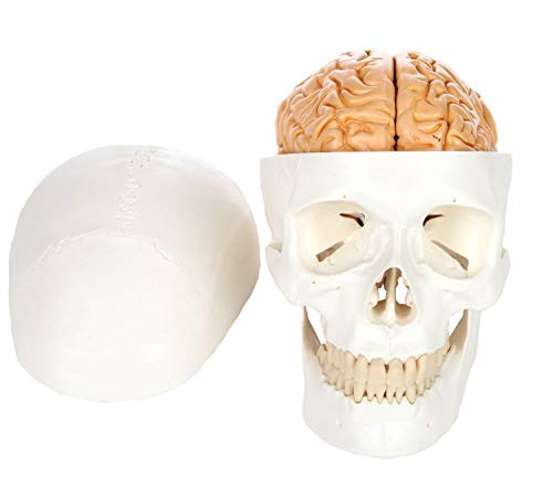 UIGJIOG Modelo DE CRÁNEO ANATÓMICO, Modelo De Cráneo Humano De 3 Partes con Cráneo De Plástico Extraíble De 8 Partes De Tamaño Natural del Cerebro Moldeado A Partir De Un Cráneo Humano Real