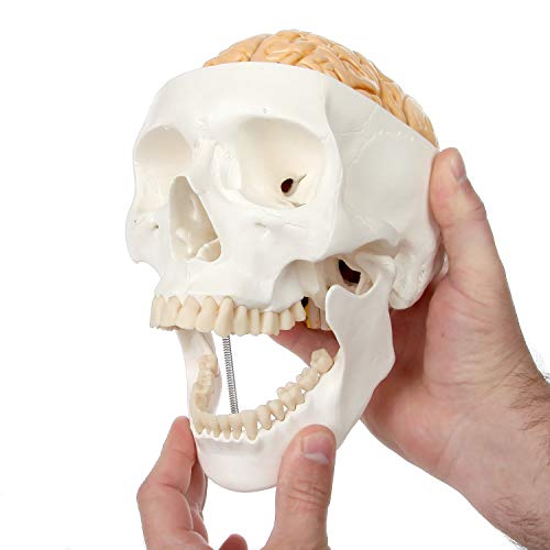 UIGJIOG Modelo DE CRÁNEO ANATÓMICO, Modelo De Cráneo Humano De 3 Partes con Cráneo De Plástico Extraíble De 8 Partes De Tamaño Natural del Cerebro Moldeado A Partir De Un Cráneo Humano Real