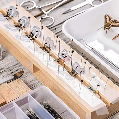 ULTECHNOVO 300 Piezas de Acero Inoxidable Alfileres de Insectos Alfileres de Muestras Alfileres de Entomología Agujas de Disección Y Colecciones de Mariposas para Colectores de Mariposas de