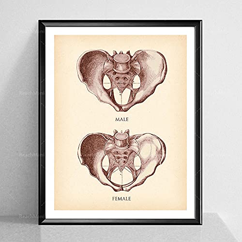 Vintage Pelvis Impresión Pelvis Femenina Pelvis Masculina Anatomía Antigua Cartel Esqueleto Figura Quiropráctico Decoración De Oficina Orth 20"X28"X3Panels