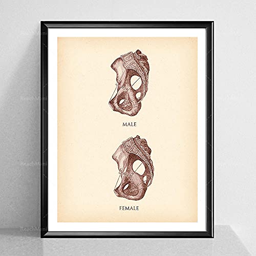 Vintage Pelvis Impresión Pelvis Femenina Pelvis Masculina Anatomía Antigua Cartel Esqueleto Figura Quiropráctico Decoración De Oficina Orth 20"X28"X3Panels