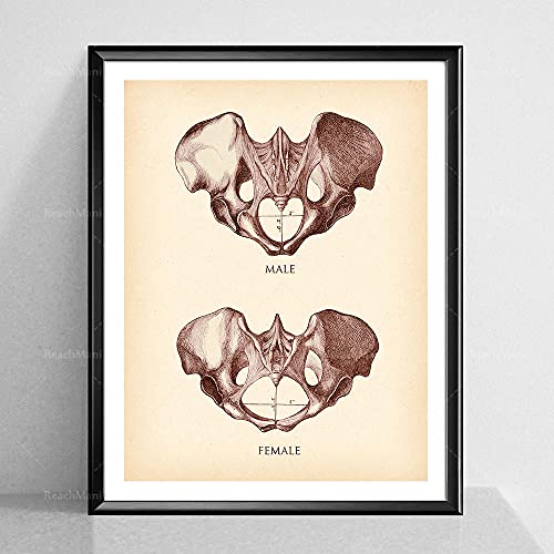 Vintage Pelvis Impresión Pelvis Femenina Pelvis Masculina Anatomía Antigua Cartel Esqueleto Figura Quiropráctico Decoración De Oficina Orth 20"X28"X3Panels