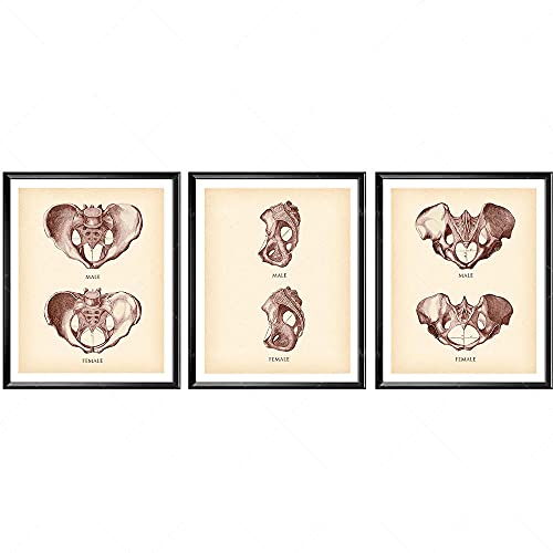 Vintage Pelvis Impresión Pelvis Femenina Pelvis Masculina Anatomía Antigua Cartel Esqueleto Figura Quiropráctico Decoración De Oficina Orth 20"X28"X3Panels