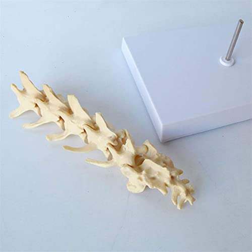 WERYU Modelo De Cuerpo 10 Perro Modelo De Vértebras Lumbares Canino Esqueleto Hueso Vertebral Modelo Anatómico Veterinario Enseñanza Médica Ayuda De Demostración