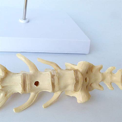 WERYU Modelo De Cuerpo 10 Perro Modelo De Vértebras Lumbares Canino Esqueleto Hueso Vertebral Modelo Anatómico Veterinario Enseñanza Médica Ayuda De Demostración