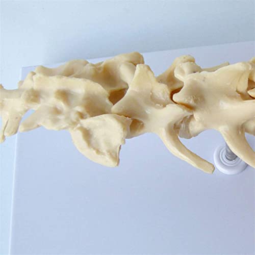 WERYU Modelo De Cuerpo 10 Perro Modelo De Vértebras Lumbares Canino Esqueleto Hueso Vertebral Modelo Anatómico Veterinario Enseñanza Médica Ayuda De Demostración