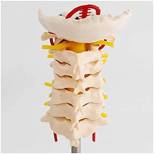 WINECO Vértebra Cervical Humana Modelo de arteria carótida - Columna Flexible Modelo 1: 1 Columna Cervical Humana de tamaño Natural Vértebras lumbares carótidas Modelo de enseñanza médica