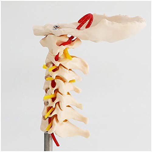 WINECO Vértebra Cervical Humana Modelo de arteria carótida - Columna Flexible Modelo 1: 1 Columna Cervical Humana de tamaño Natural Vértebras lumbares carótidas Modelo de enseñanza médica