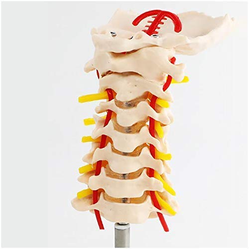 WINECO Vértebra Cervical Humana Modelo de arteria carótida - Columna Flexible Modelo 1: 1 Columna Cervical Humana de tamaño Natural Vértebras lumbares carótidas Modelo de enseñanza médica
