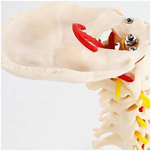 WINECO Vértebra Cervical Humana Modelo de arteria carótida - Columna Flexible Modelo 1: 1 Columna Cervical Humana de tamaño Natural Vértebras lumbares carótidas Modelo de enseñanza médica