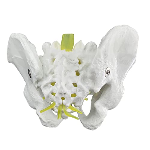 ZJJ Modelo De Demostración De Esqueleto De Pelvis Masculino Estándar 1: 1 Simulación De Huesos Pélvicos Humanos Modelo De Enseñanza para Herramienta De Visualización De Educación Médica