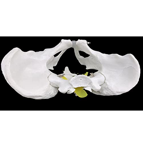ZJJ Modelo De Demostración De Esqueleto De Pelvis Masculino Estándar 1: 1 Simulación De Huesos Pélvicos Humanos Modelo De Enseñanza para Herramienta De Visualización De Educación Médica