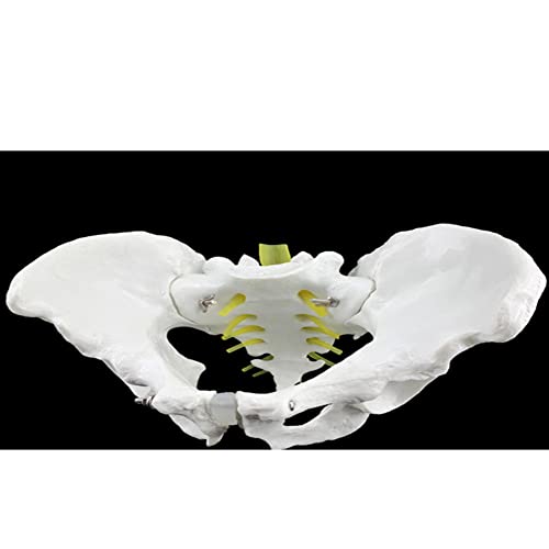 ZJJ Modelo De Demostración De Esqueleto De Pelvis Masculino Estándar 1: 1 Simulación De Huesos Pélvicos Humanos Modelo De Enseñanza para Herramienta De Visualización De Educación Médica