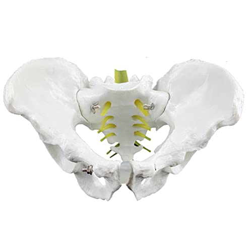 ZJJ Modelo De Demostración De Esqueleto De Pelvis Masculino Estándar 1: 1 Simulación De Huesos Pélvicos Humanos Modelo De Enseñanza para Herramienta De Visualización De Educación Médica