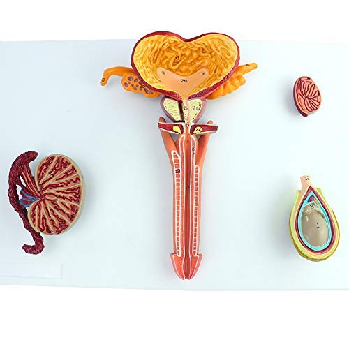 ZYYH Modelo del Sistema Reproductor Masculino, anatomía Testicular Sistema Reproductor Pelvis Próstata anatómica, Pelvis Masculina Modelo anatómico del Sistema genital Masculino.