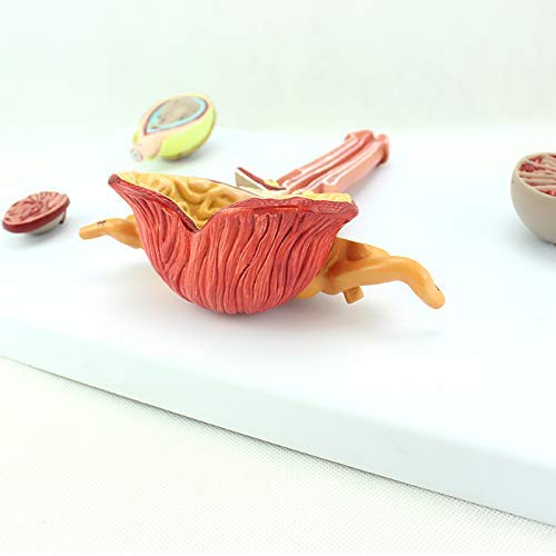 ZYYH Modelo del Sistema Reproductor Masculino, anatomía Testicular Sistema Reproductor Pelvis Próstata anatómica, Pelvis Masculina Modelo anatómico del Sistema genital Masculino.