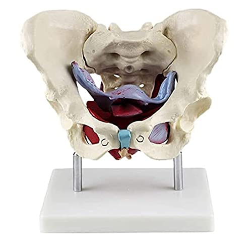 gaoweipeng Modelo Femenino De La Pelvis Parto, Standard Parto Simulador con Los Modelos De La Pelvis del Bebé, para Estudiar La Enseñanza Modelo Médico