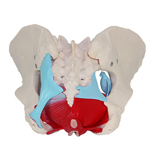 gaoweipeng Modelo Femenino De La Pelvis Parto, Standard Parto Simulador con Los Modelos De La Pelvis del Bebé, para Estudiar La Enseñanza Modelo Médico