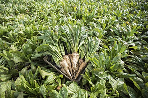 Inulina en Polvo 1 kg - Prebiotico Natural