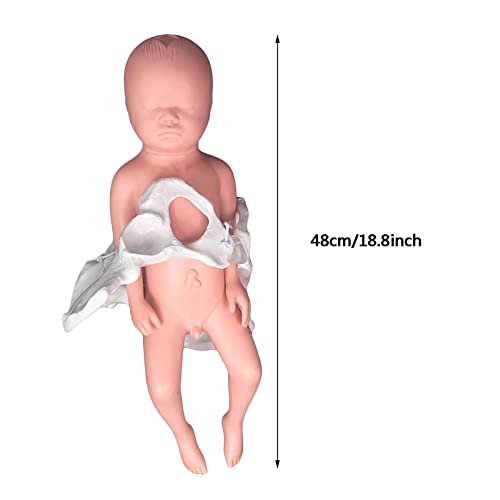 JHGF Modelo De Formación En Partería: Modelo De Parto En La Pelvis Femenina con Sínfisis del Bebé Y La Pelvis Y El Pubis, Las Articulaciones Sacroilíacas Se Pueden Mover para La Demostración De L