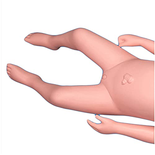 JRZTC Modelo de Parto de la Pelvis Femenina - Modelo de formación de partería - con sínfisis del bebé y del Pubis y la Pelvis, Las articulaciones sacroilíacas Son móviles, para la enseñanza de la
