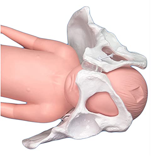 JRZTC Modelo de Parto de la Pelvis Femenina - Modelo de formación de partería - con sínfisis del bebé y del Pubis y la Pelvis, Las articulaciones sacroilíacas Son móviles, para la enseñanza de la